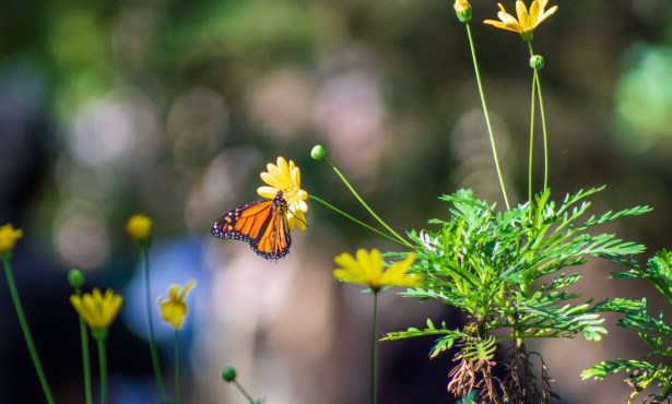 Monarch Butterflies on Track to Receive Federal Protection by 2030